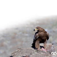 گونه عقاب صحرایی Aquila nipalensis